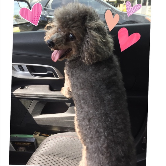 Meet your Posher, Amy - Picture 4 of 4